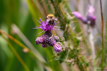 Bee landing This nature photograph captures a bee landing on the vibrant purple petals of a marsh thistle plant. Taken in the morning during the summer season, the image showcases the intricate relationship between bees and plants, highlighting the essential role of insects in pollination. The close-up composition focuses on the marsh thistle in a natural environment, with its spiky leaves and blooming flowers standing out against a backdrop of blurred green foliage. This photograph emphasizes the beauty and detail of summer flora and fauna, illustrating the dynamic activity of bees and insects within their habitat.